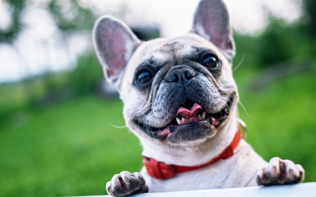 Assurance sante pour chien : qu’est-ce que c’est et quels sont ses avantages